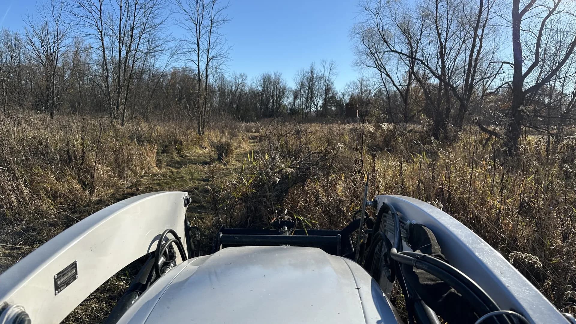 Overgrown fence line