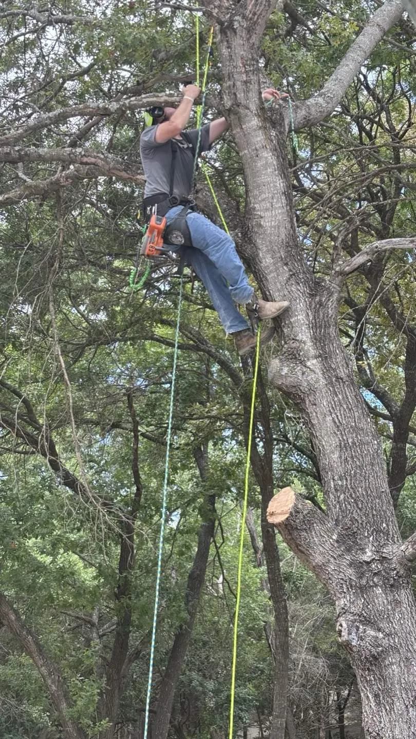 Professional tree removal in central Wisconsin